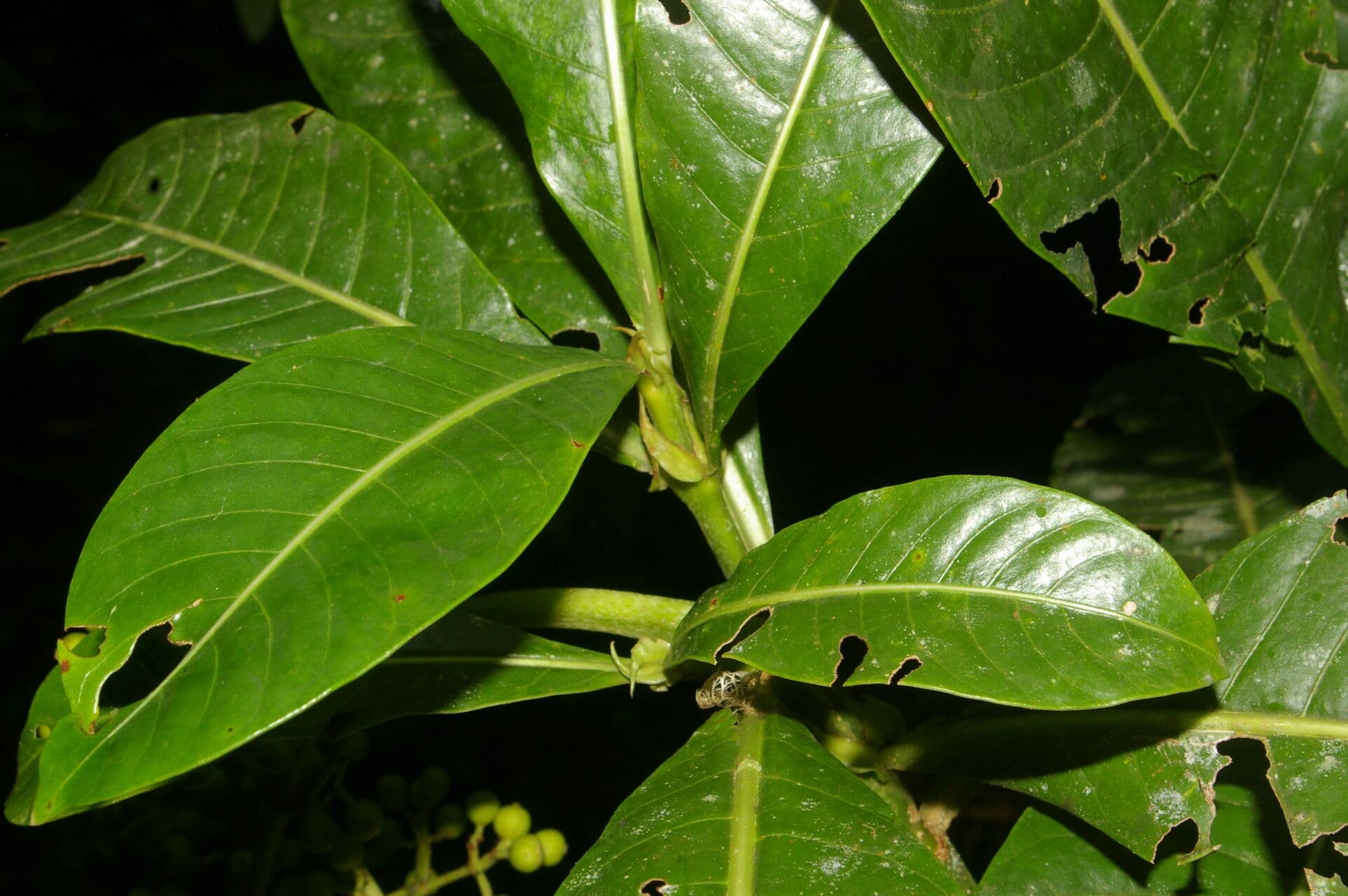 Große Psychotria 6