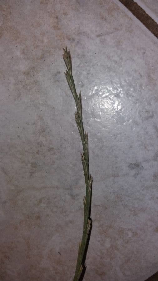 Festuca di Lachenal 17