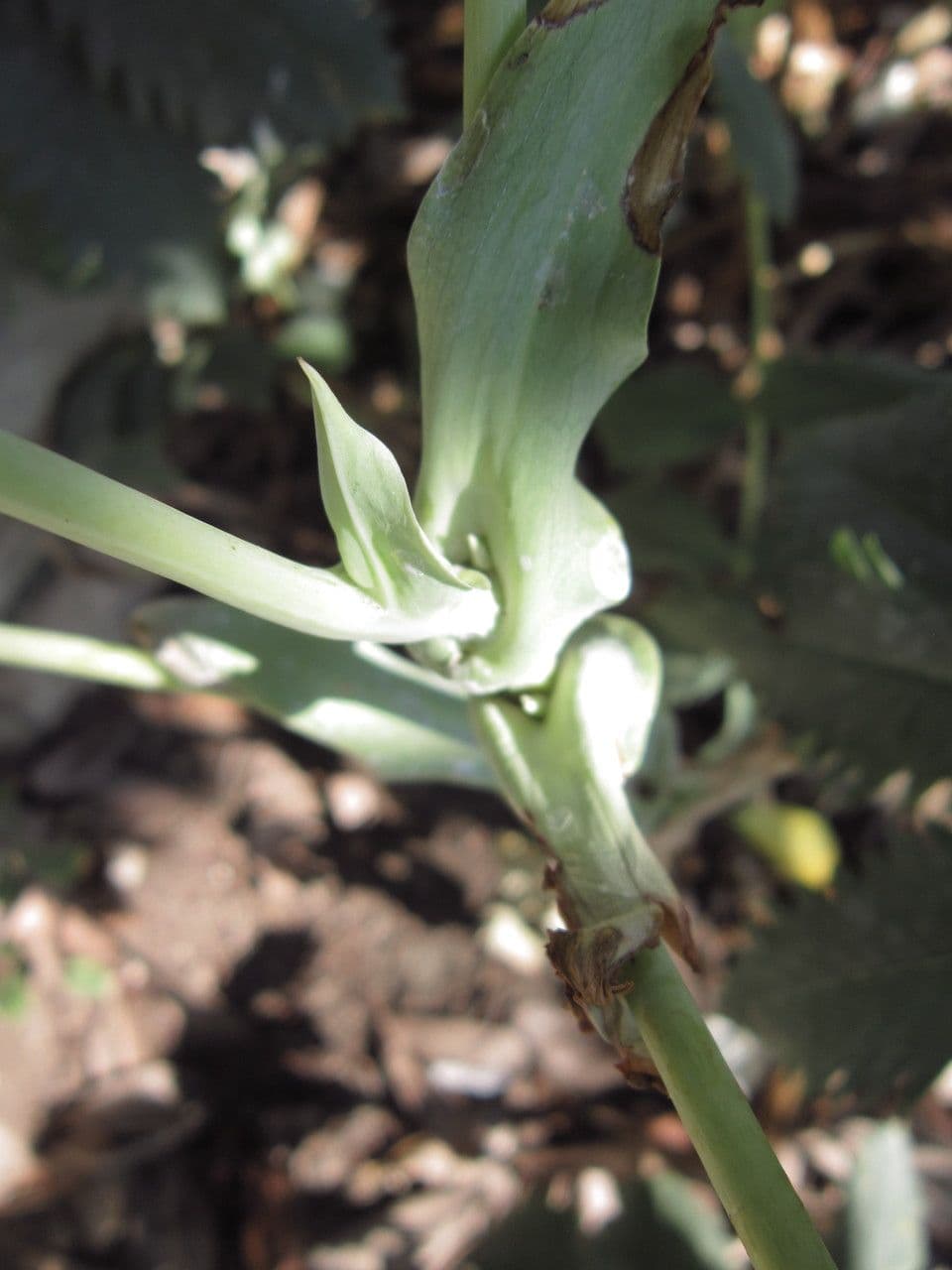 Melianthus maggiore 24
