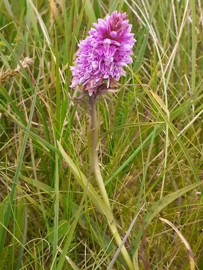 Orchidea di Fuchs 27