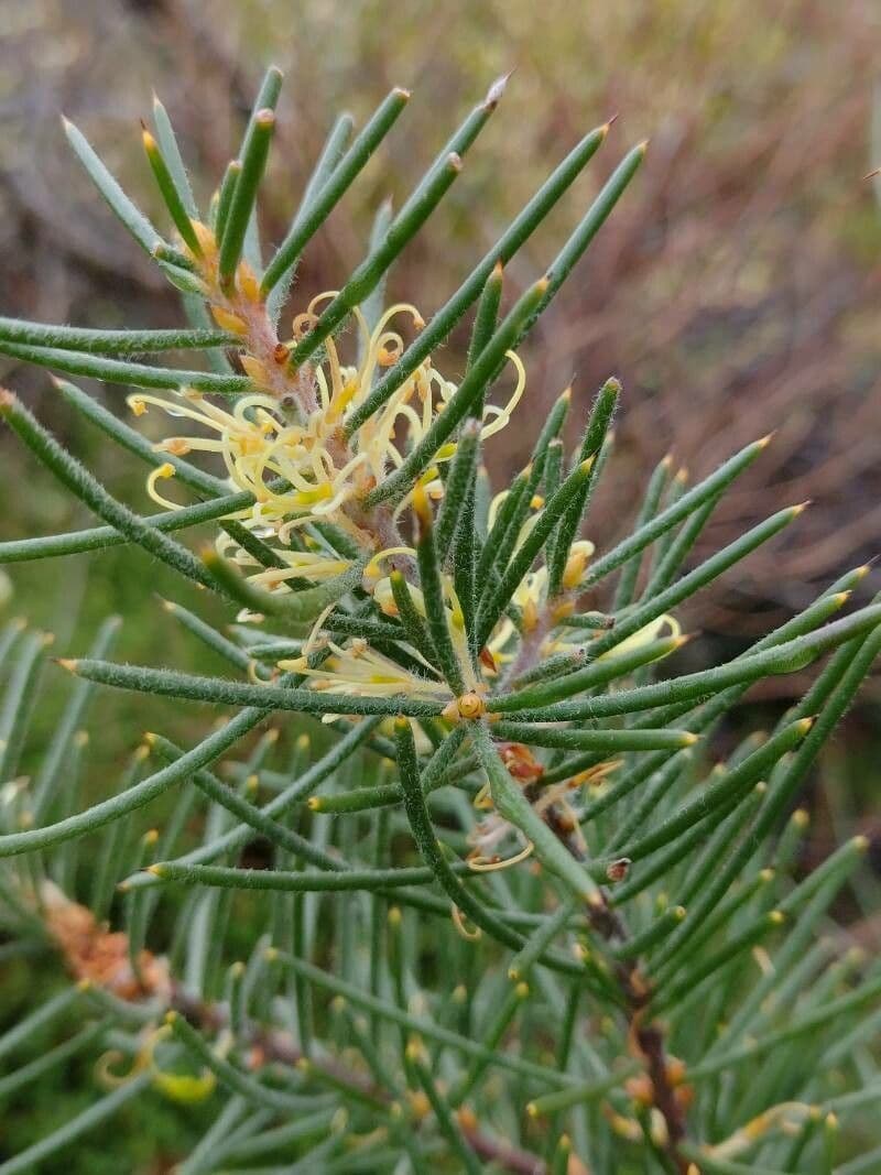 Hakea gibbosa 5