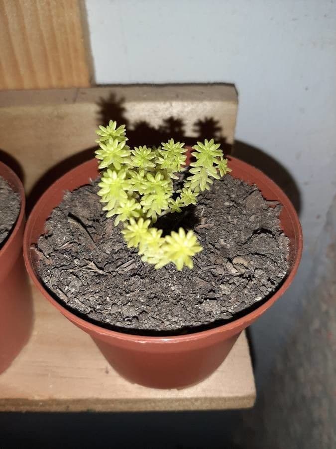 Borracina 2
