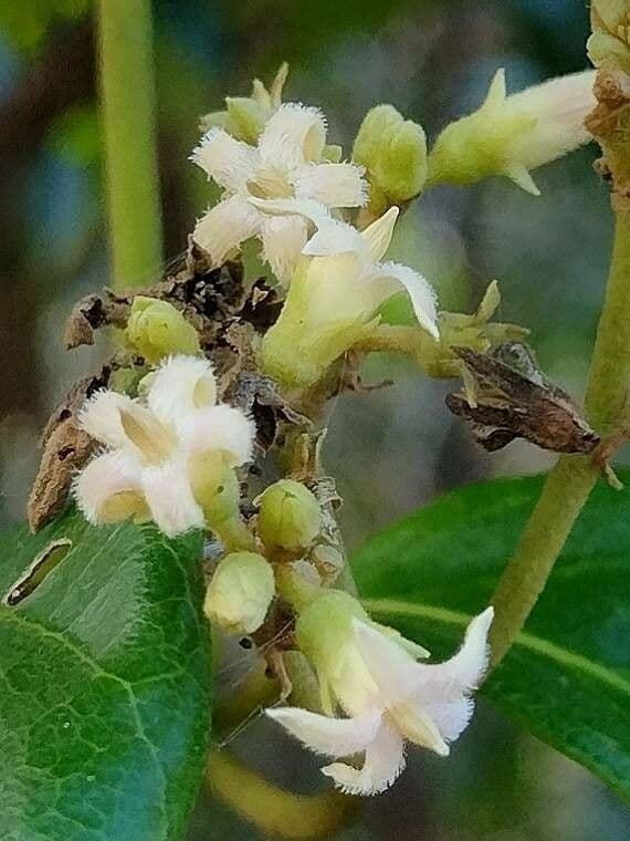 Parsonsia straminea 2