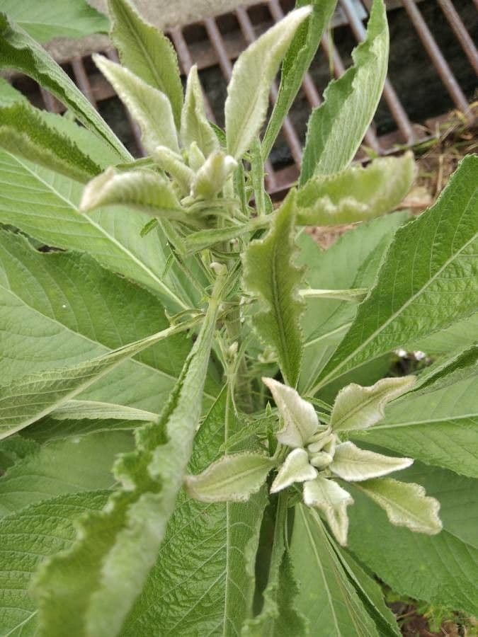 Blumea balsamifera