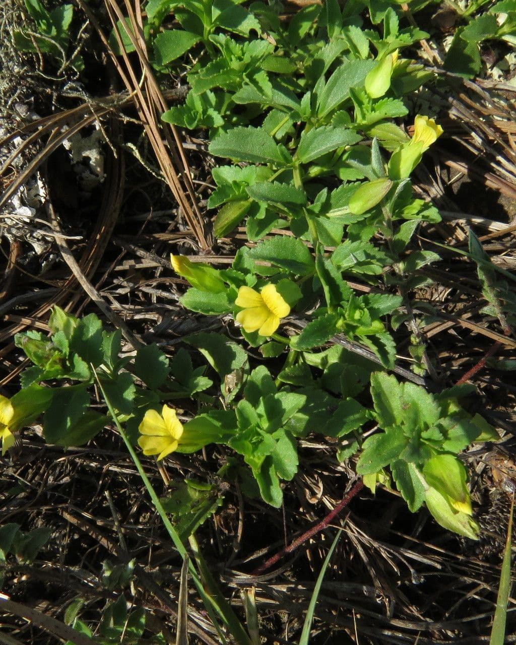Mecardonia procumbens 12