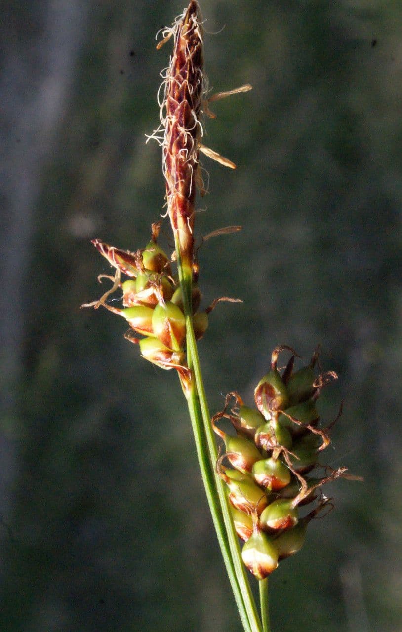 Carex liparocarpos 6
