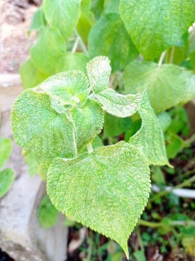 Salvia