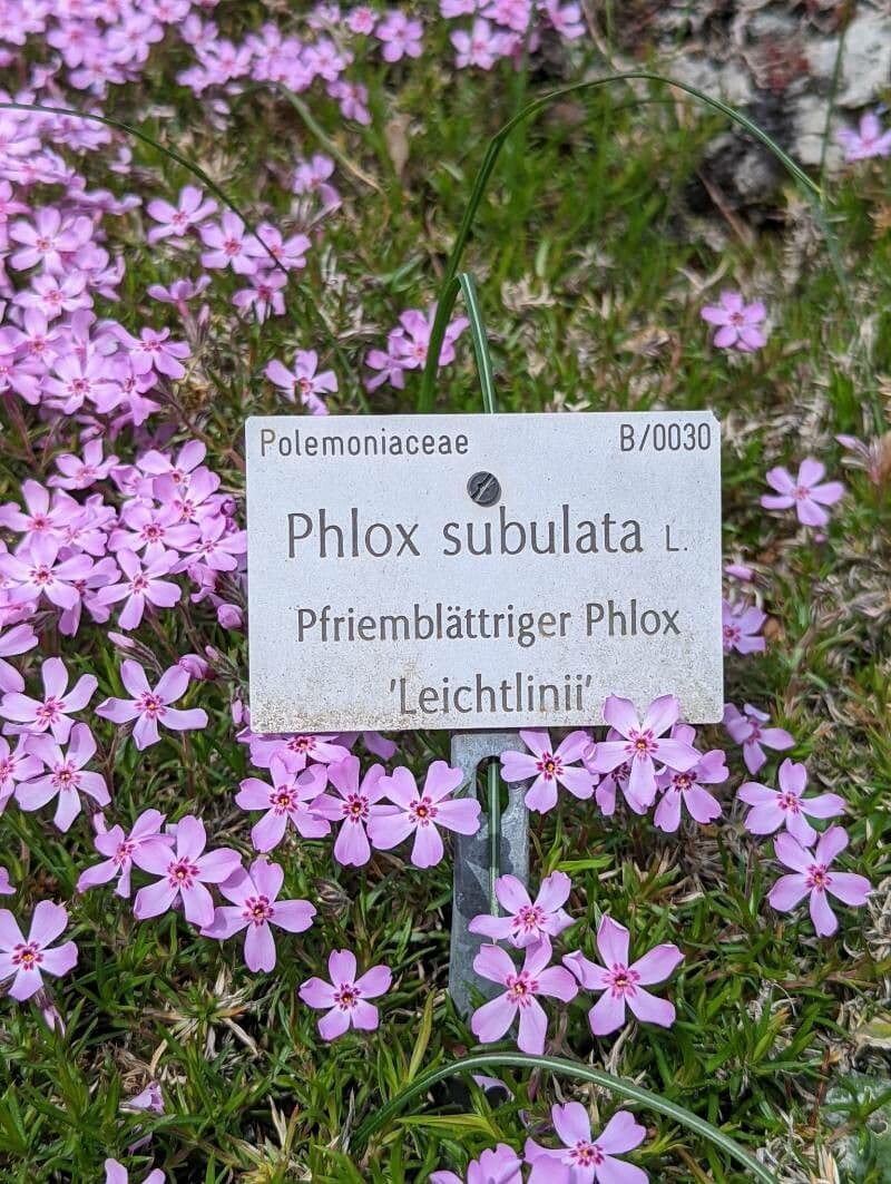 Phlox subulato 27