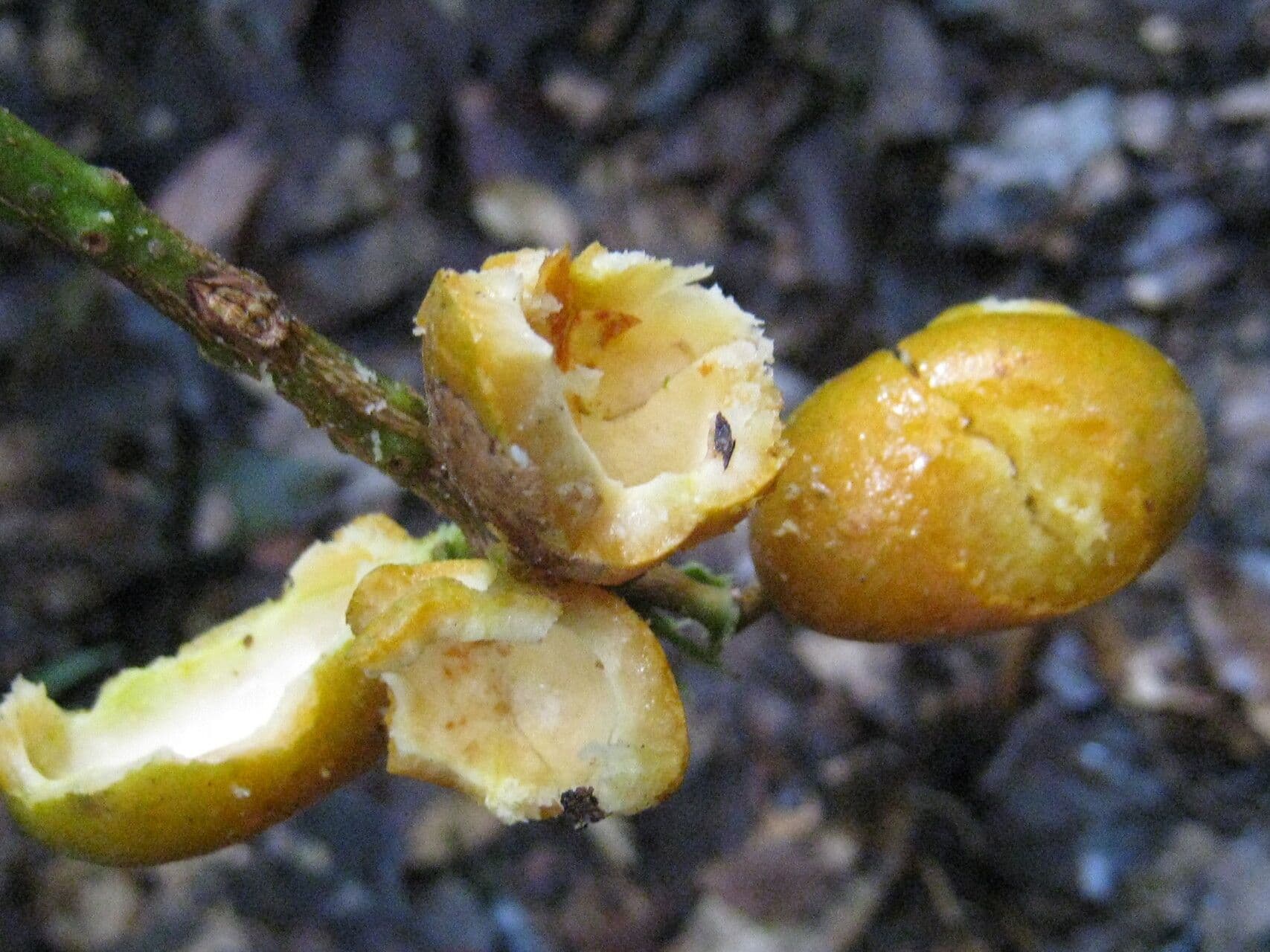 Swartzia 2