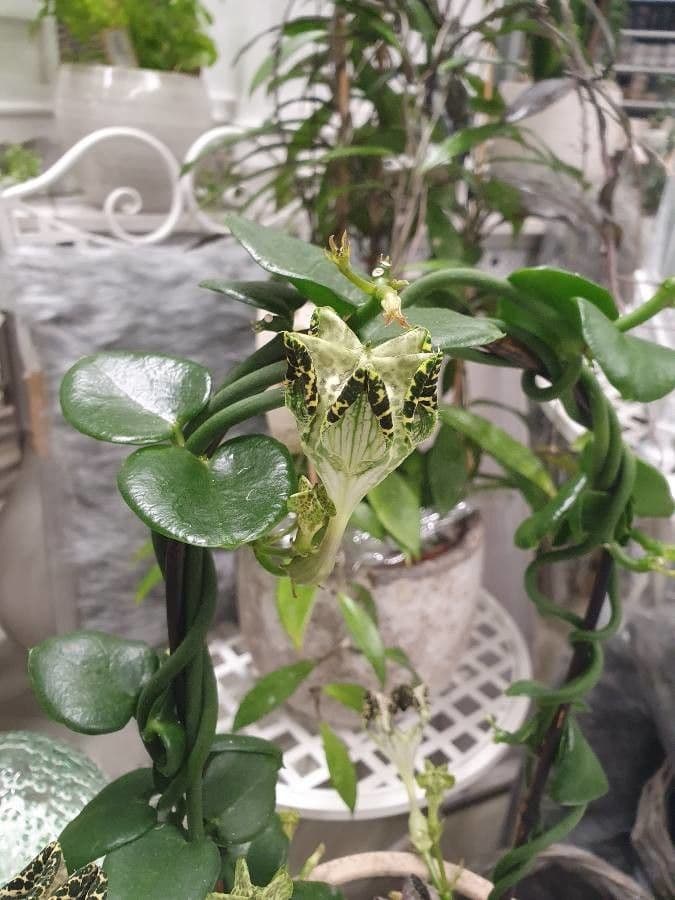 Brunnenblume
