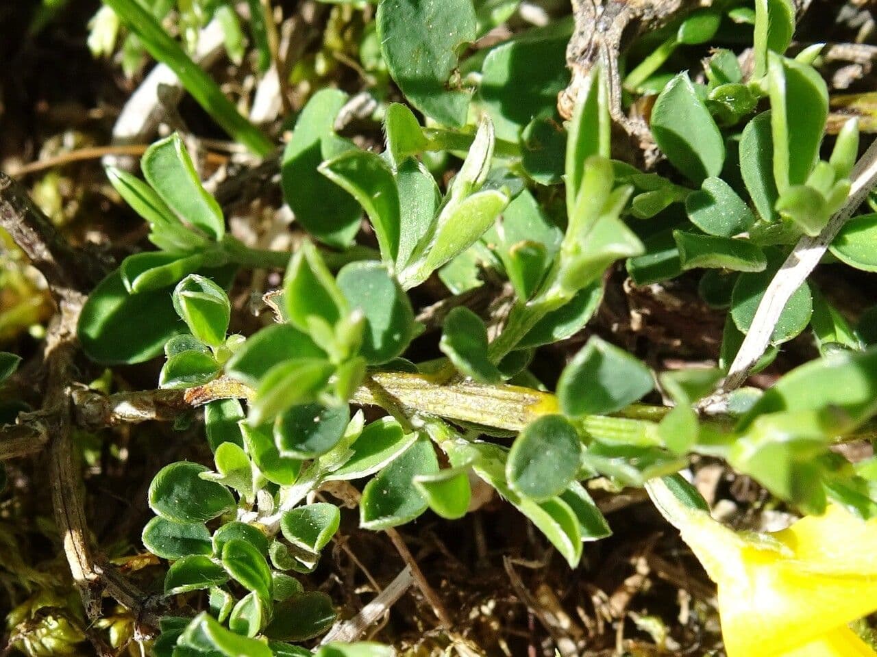 Haar-Ginster 20