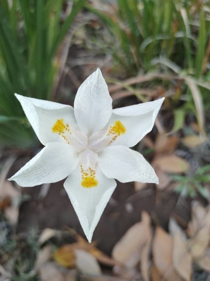 Iris selvatico 6