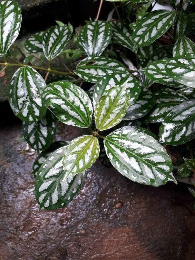 Pilea 18