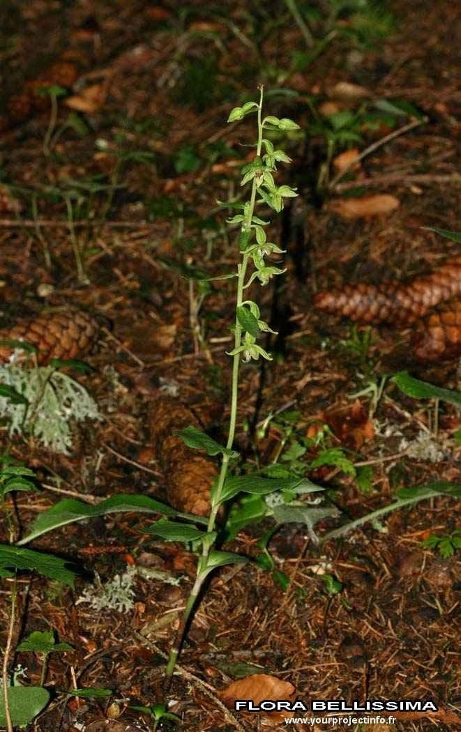 Epipactis leptochila 9