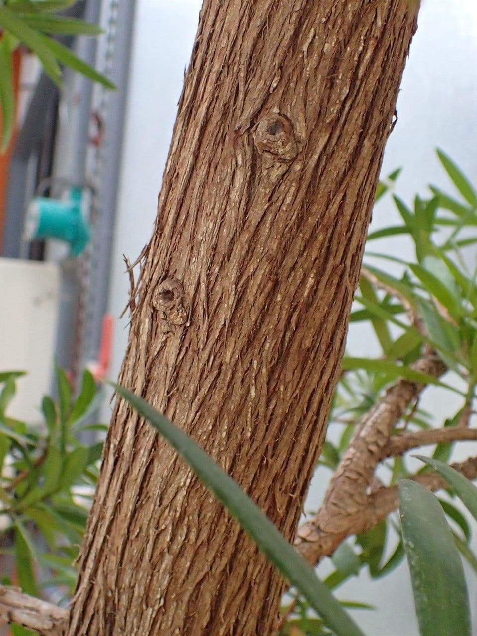 Hohe Podocarpus 18