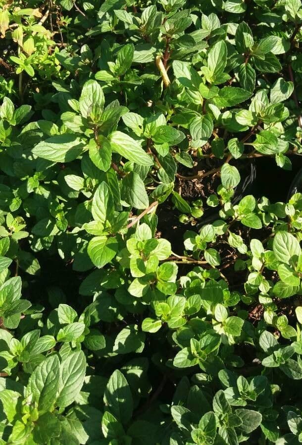 Menta piperita 12