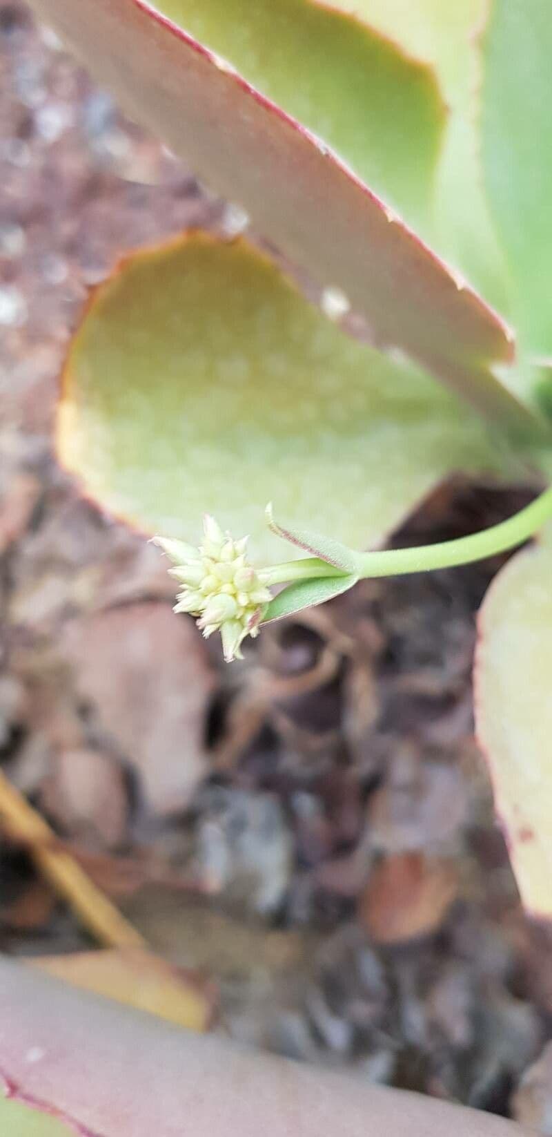 Kalanchoe 3