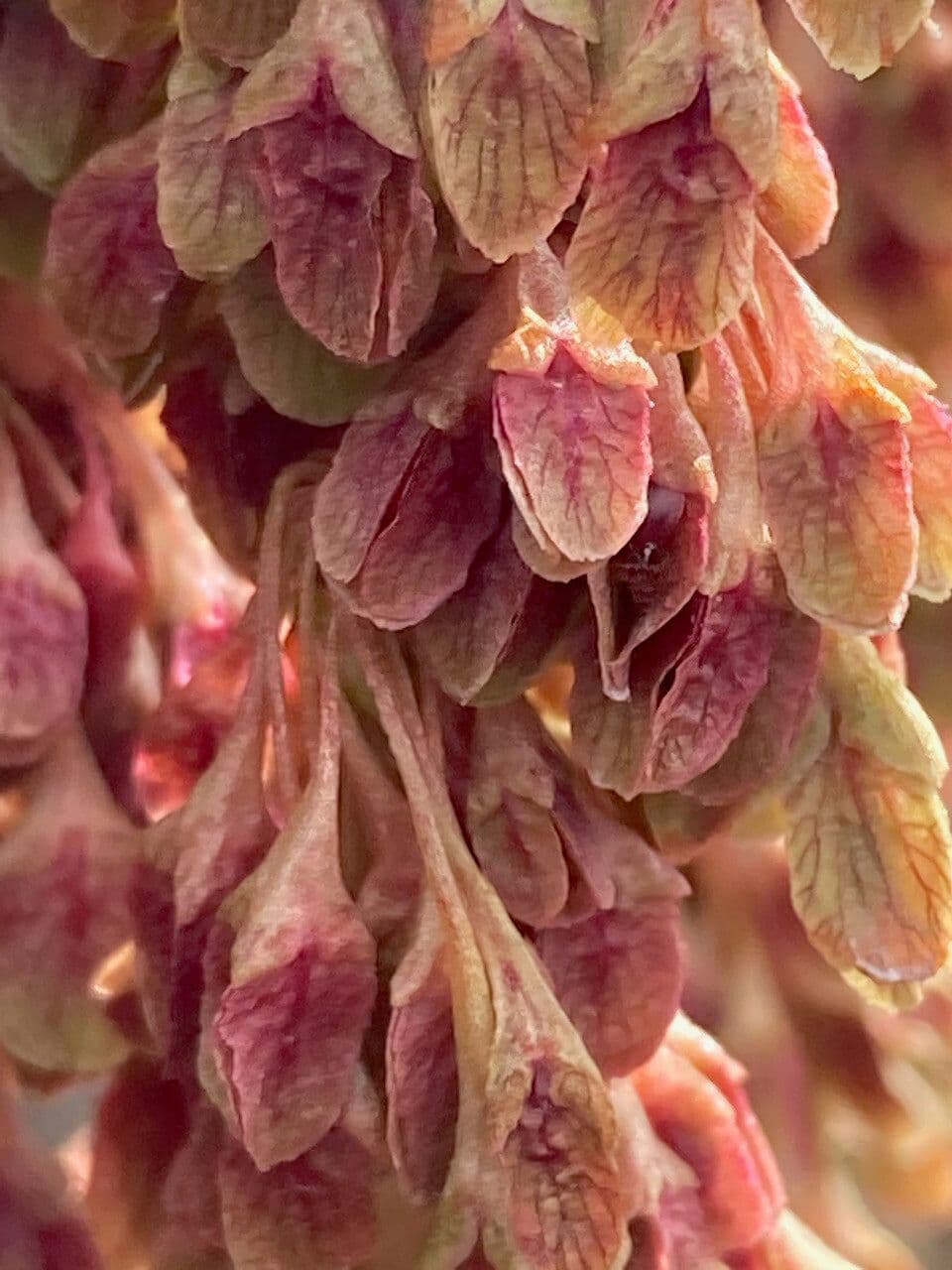 Rumex 2