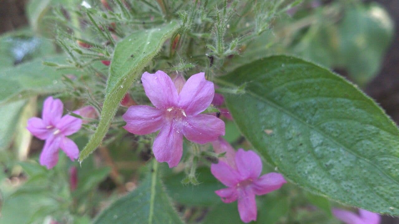Ruellia 3