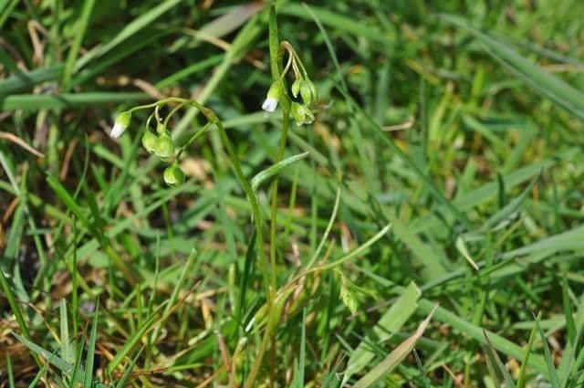 Montia lineare 7