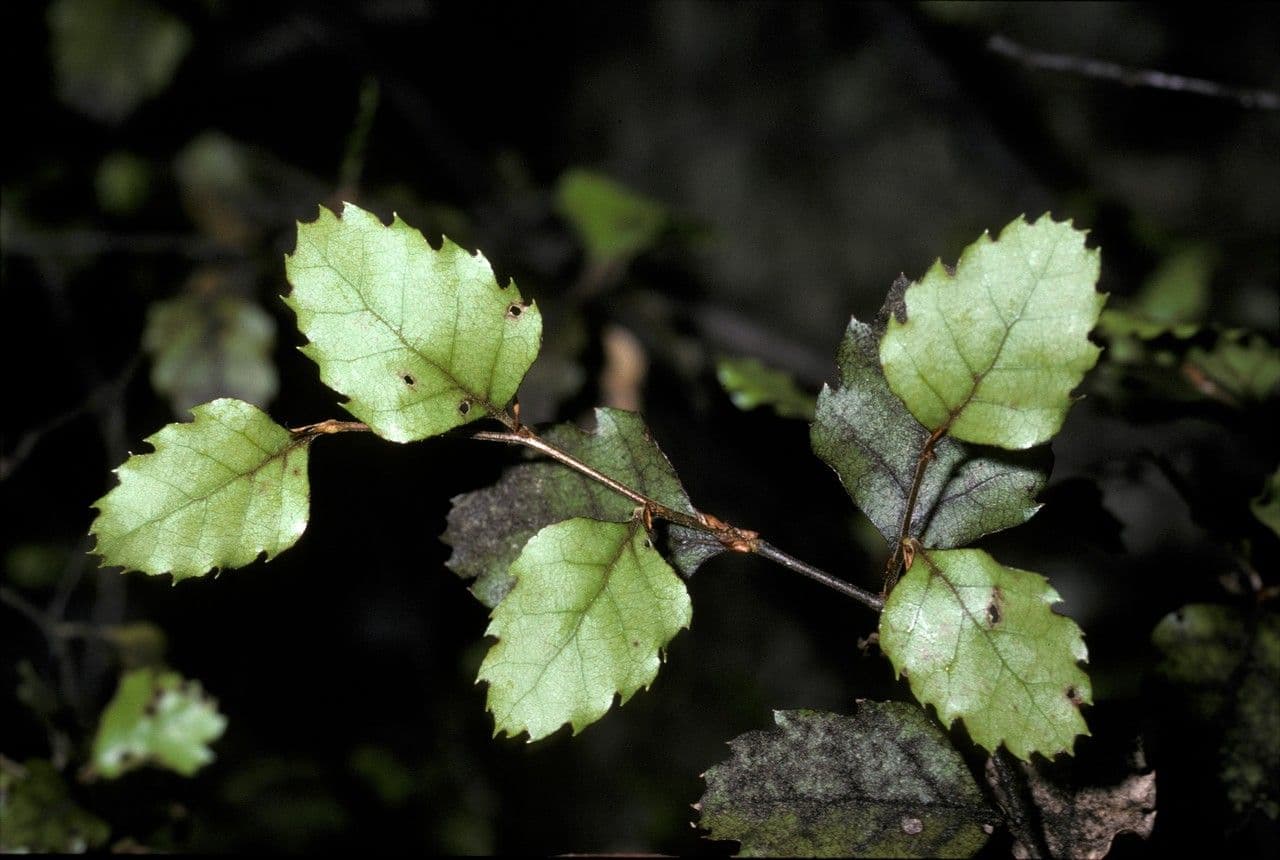 Nothofagus fusca 3