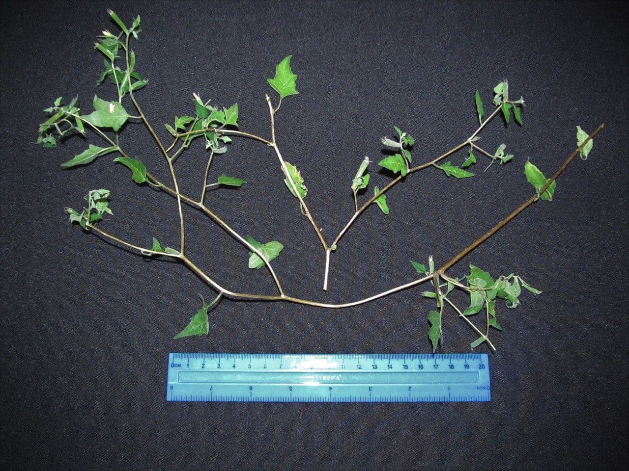 Mentzelia aspra 19