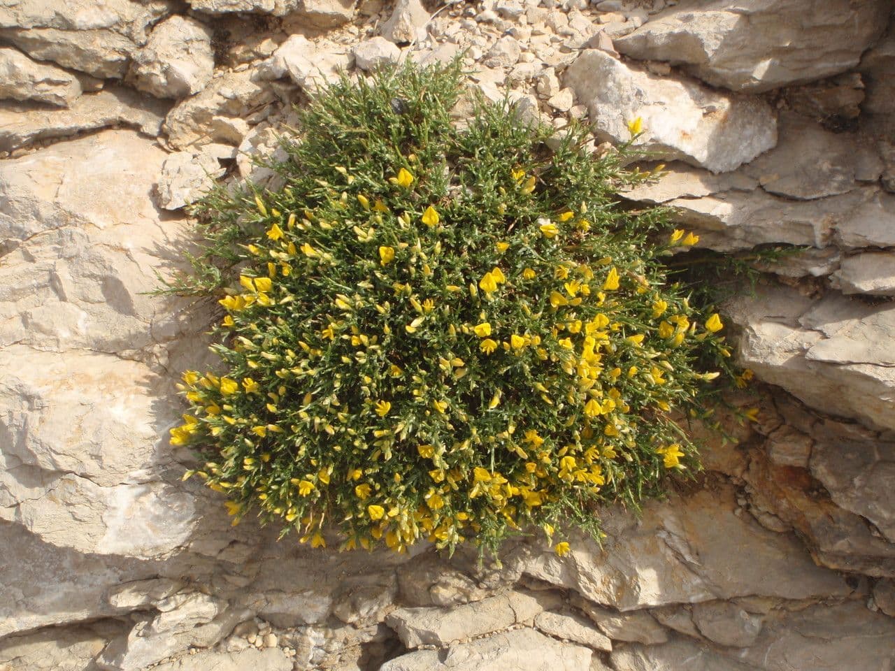 Gorse 8