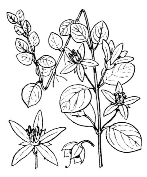 Quattrinella 23