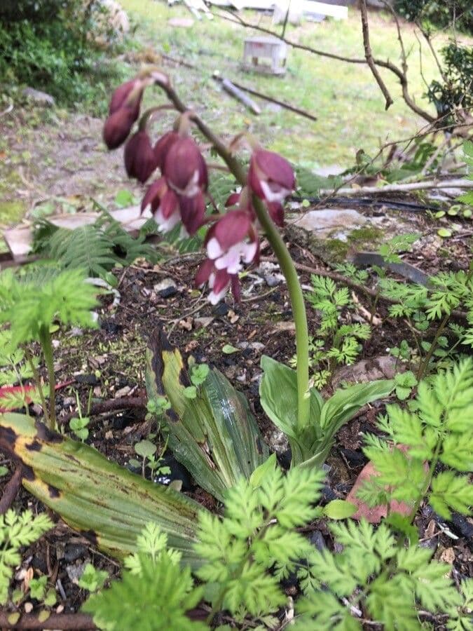 Calanthe d'Autunno 5