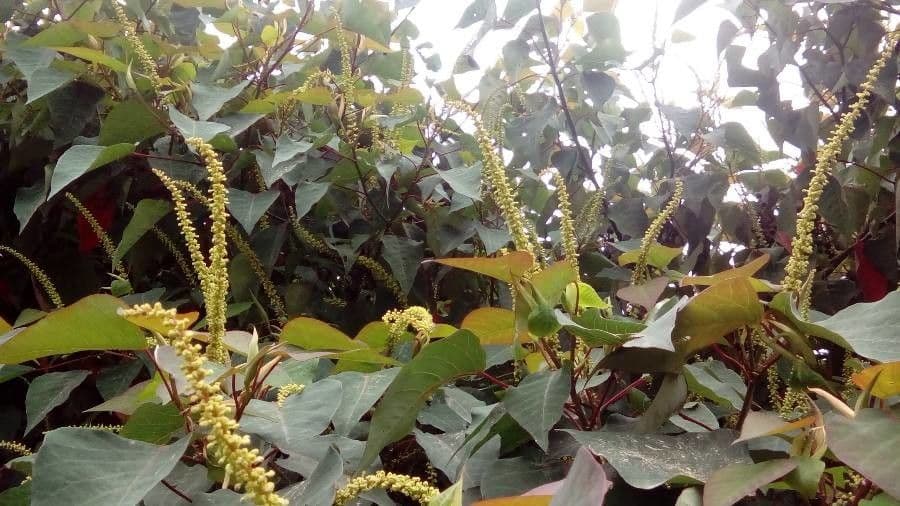 Homalanthus populifolius 8