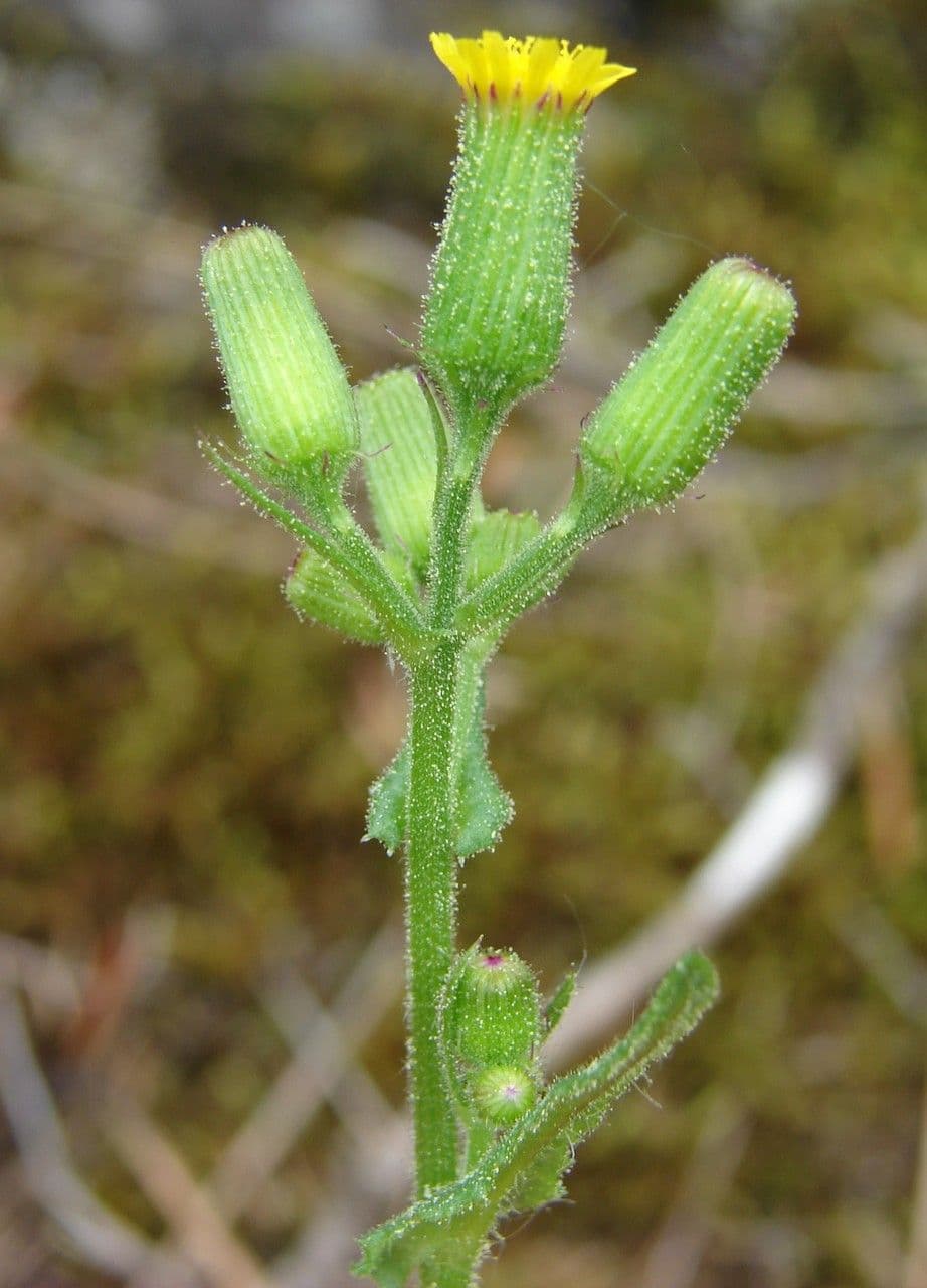 Senecio livido 22