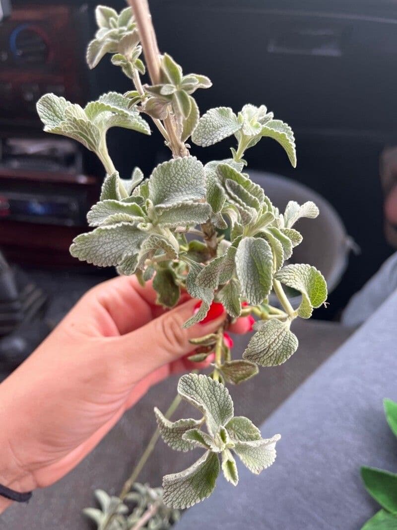 Marrubio grigio 7