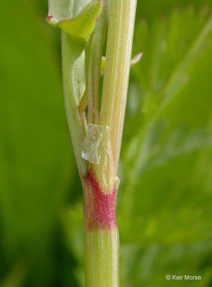 Acetosella 23