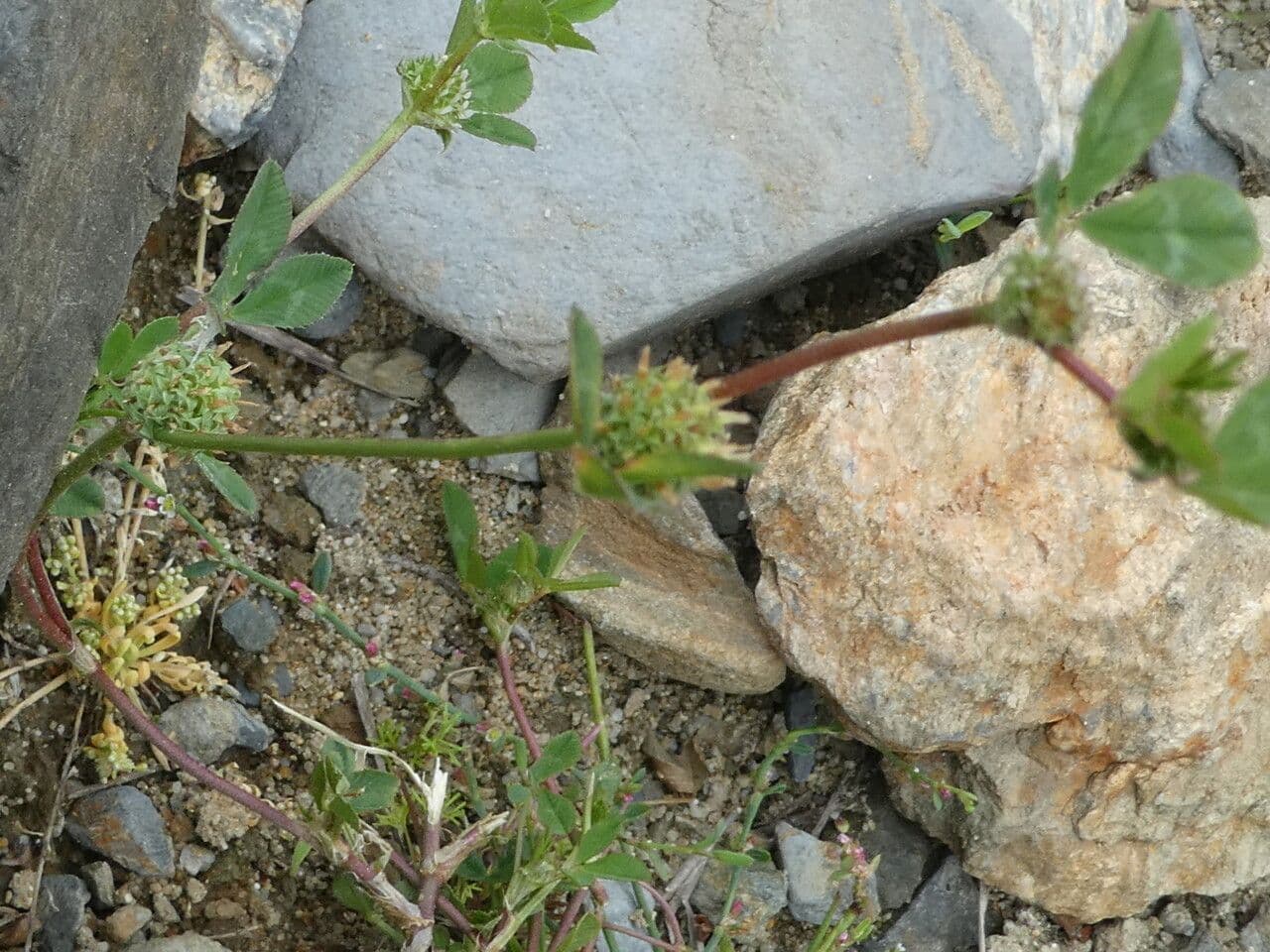 Trifoglio agglomerato 15