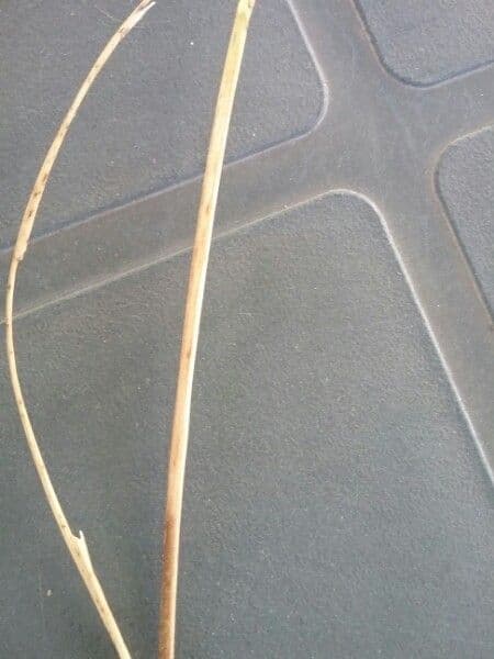 Estipa 22