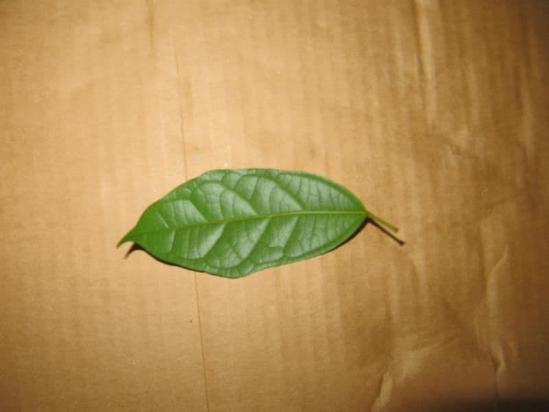 Glycydendron 2