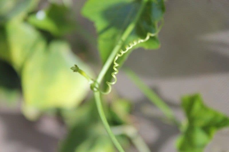 Melón escarlata 29