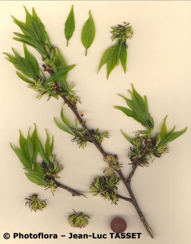 Eucommia 24
