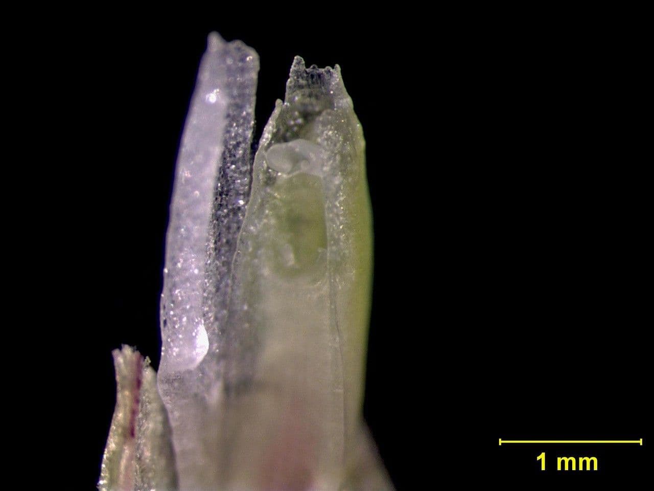 Masdevallia 10