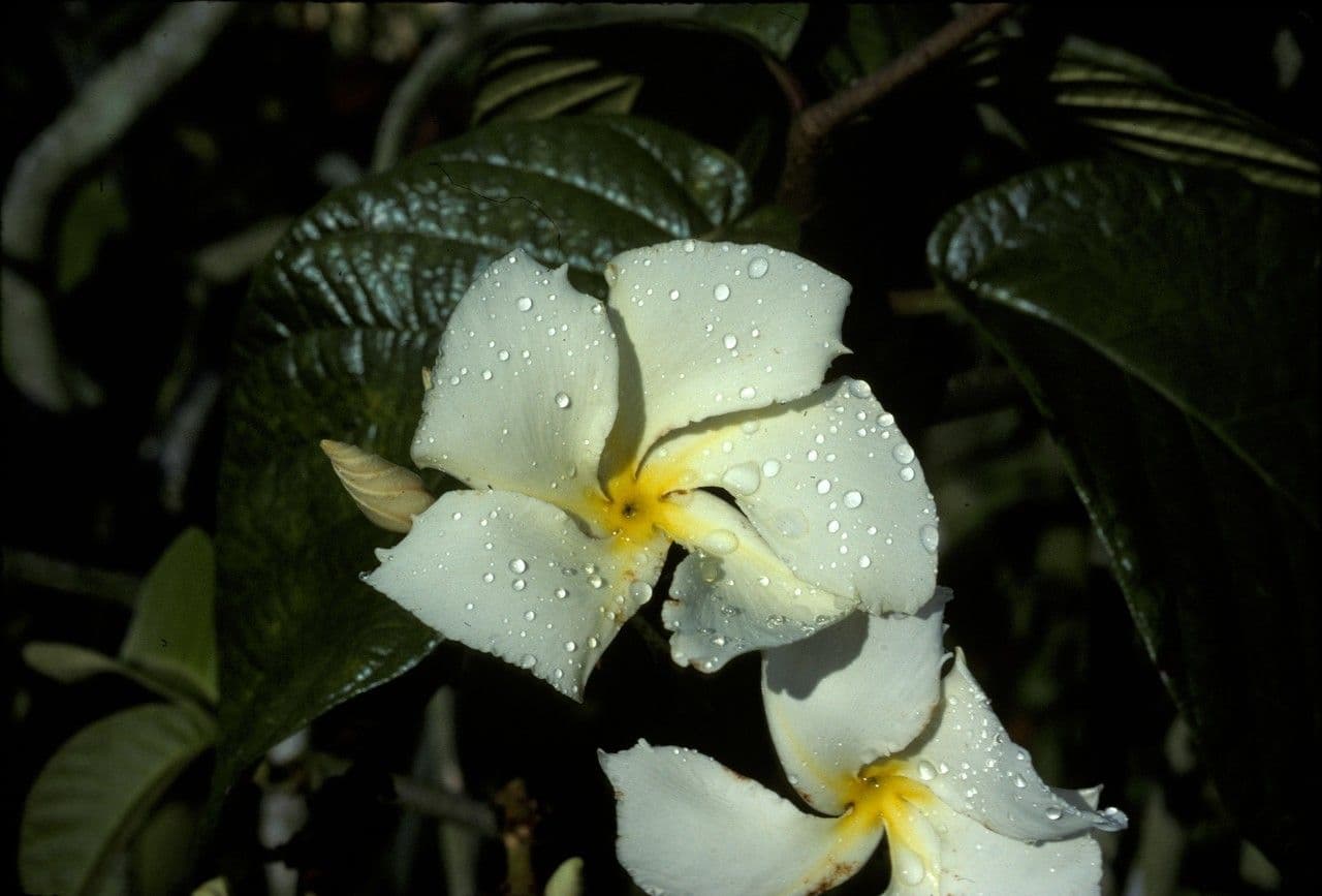 Chonemorpha