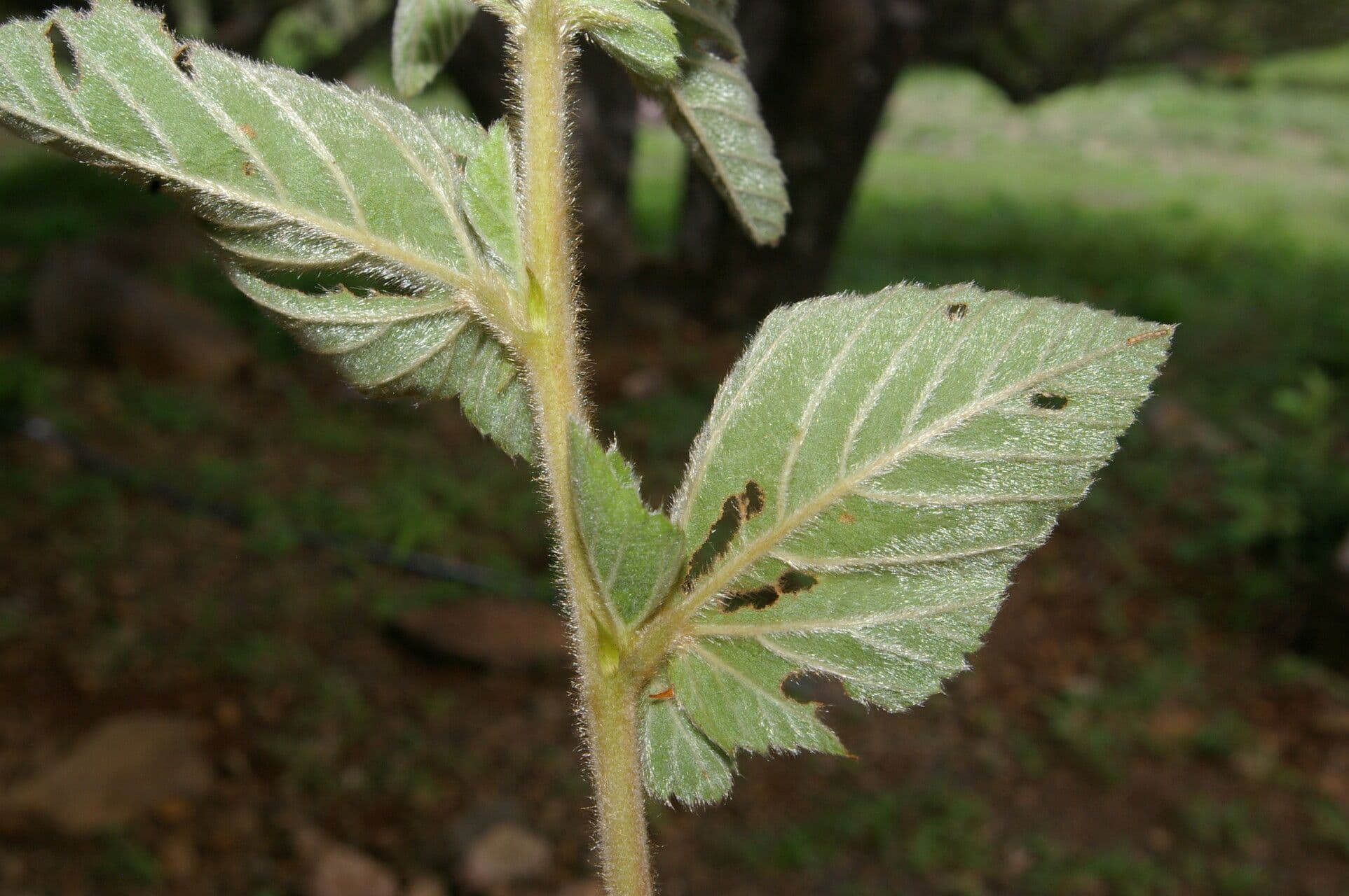 Melochia villosa 12