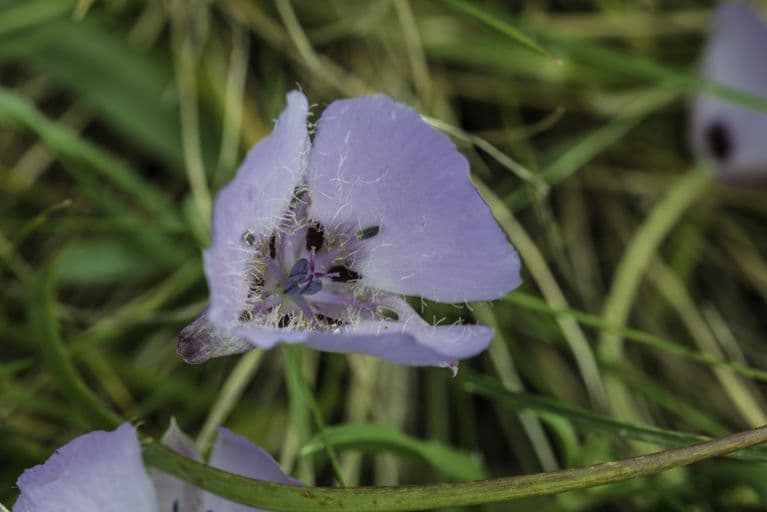 Calochortus 5