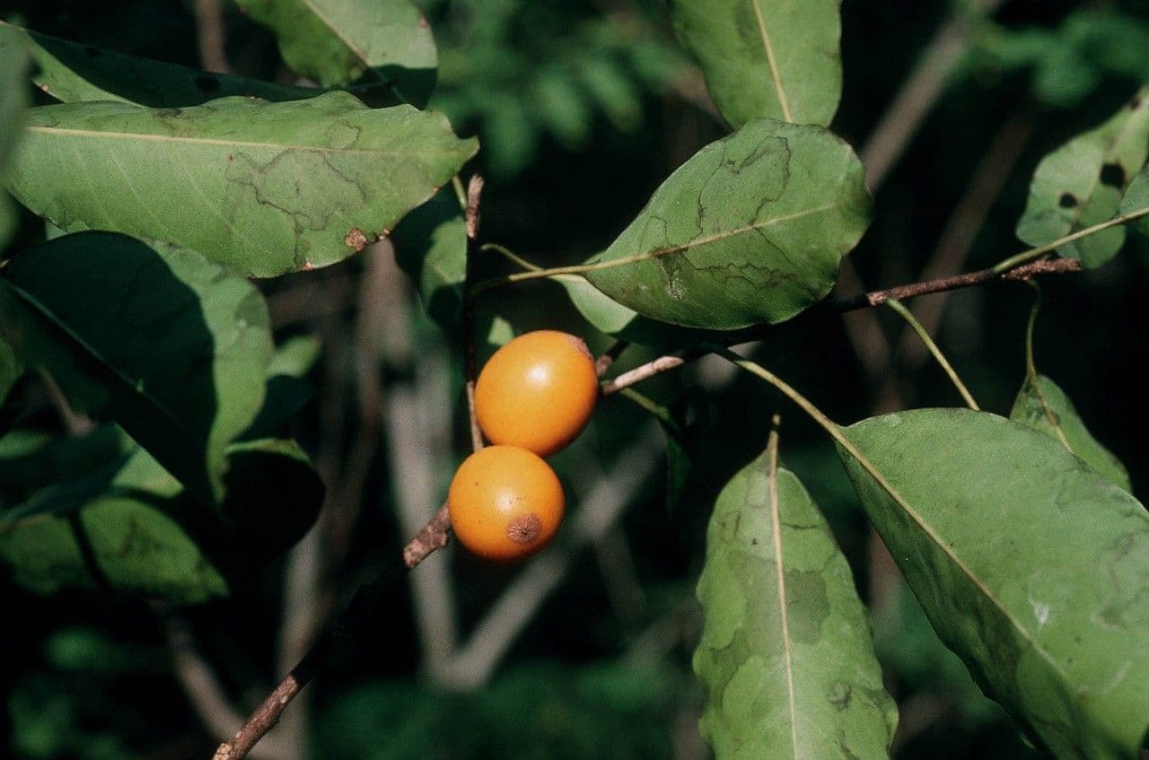 Sideroxylon 2