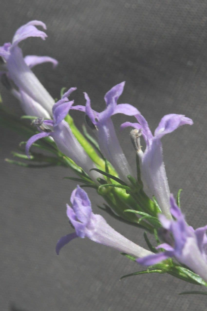 Lobelia urens 2