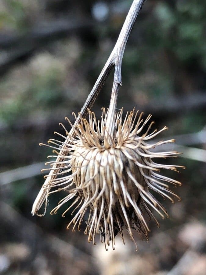 Bardana selvatica 9