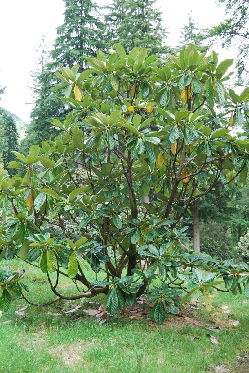 Rododendron 8
