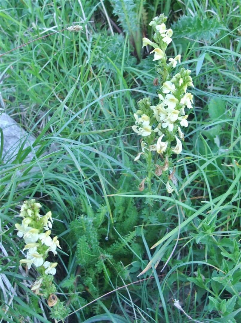 Pedicularis ascendens 11