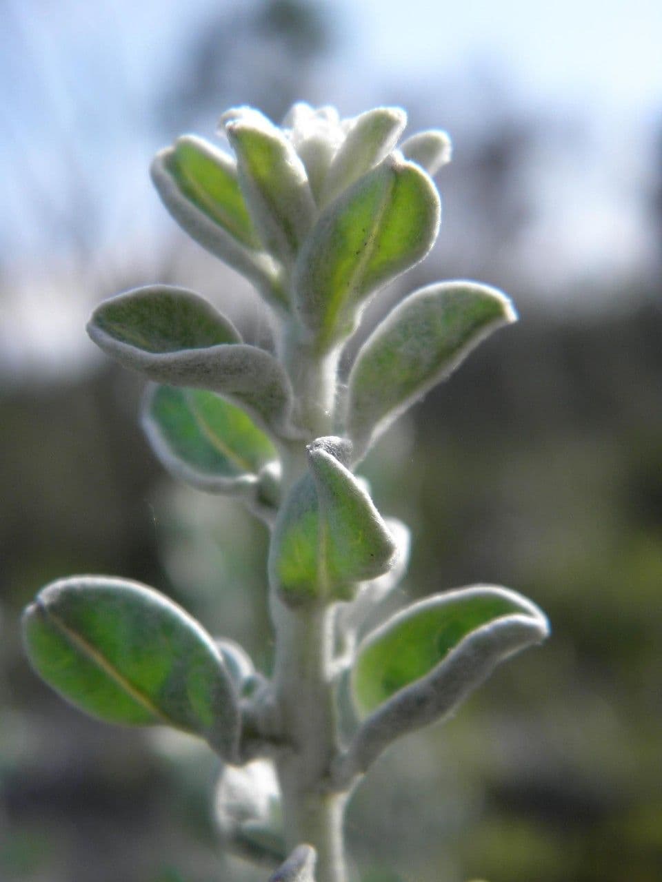 Chrysopsis 4