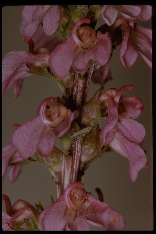 Pedicularis 4