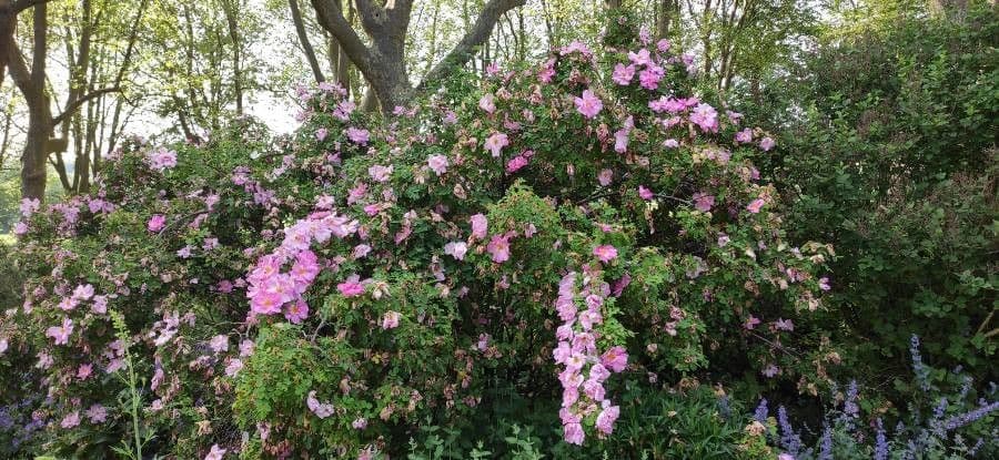 Moyes-Rose 12